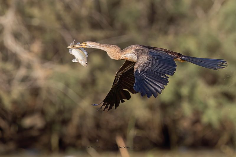 African darter - Anhinga rufa