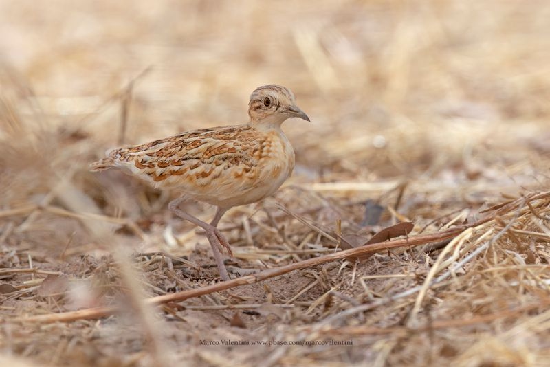 Quail-plover - Ortyxelos meiffrenii