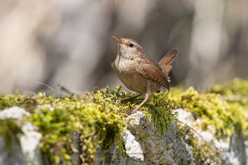 Eurasian Wren - Troglodytes troglodytes