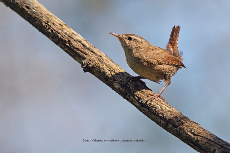 Eurasian Wren - Troglodytes troglodytes