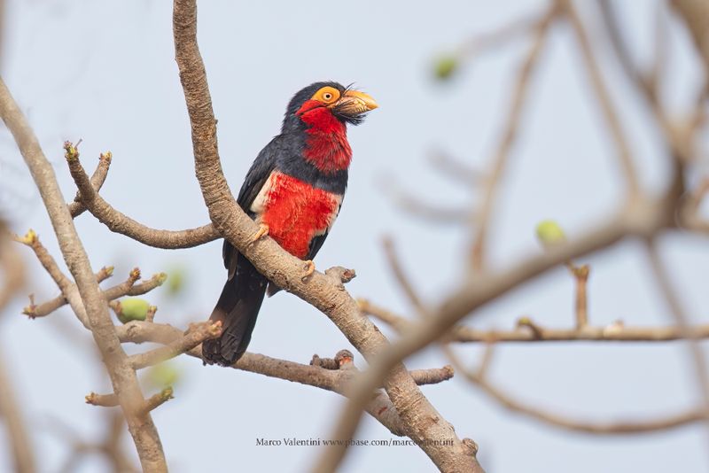 Bearded Barbet - Pogonornis dubius