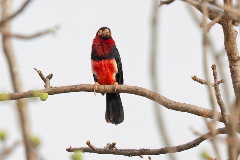 Bearded Barbet - Pogonornis dubius