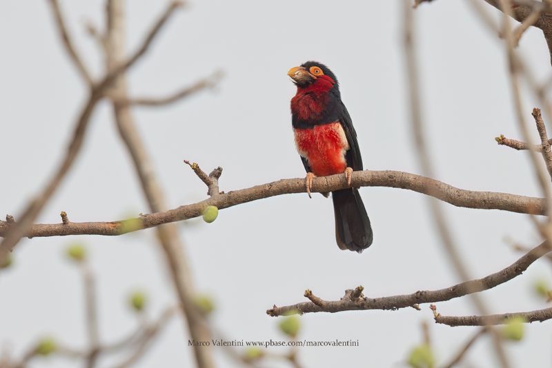 Bearded Barbet - Pogonornis dubius