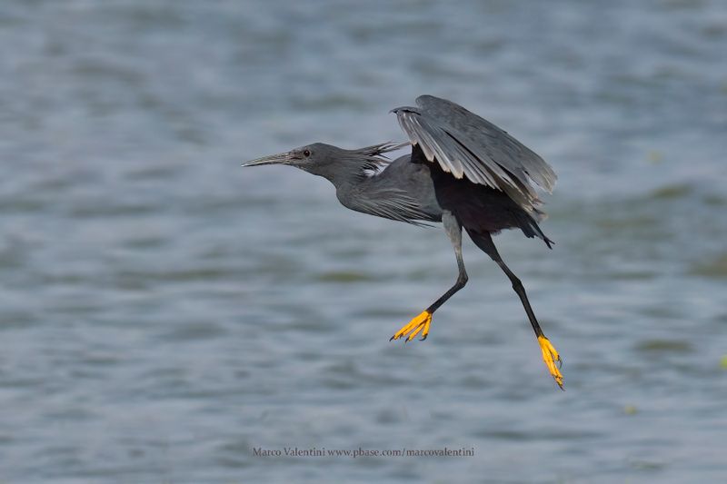 Black heron - Egretta ardesiaca