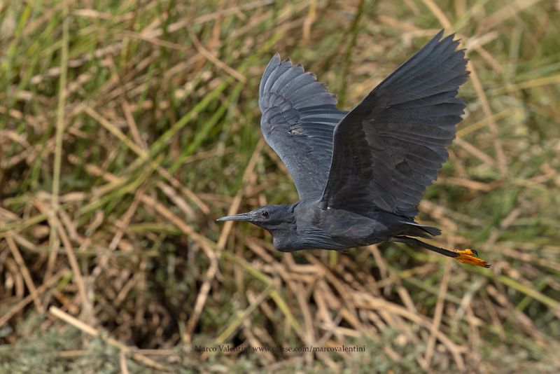 Black heron - Egretta ardesiaca