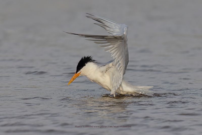 West African Royal Tern - Thalasseus albidorsalis