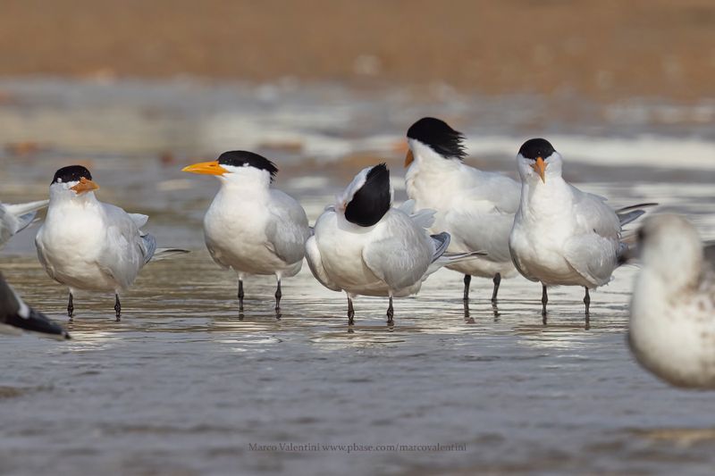 West African Royal Tern - Thalasseus albidorsalis