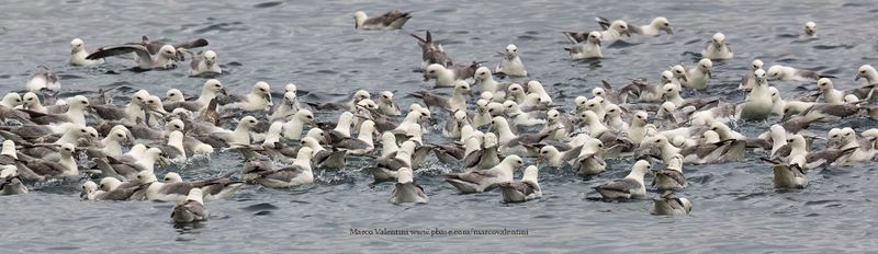 Iceland 2024 Birds