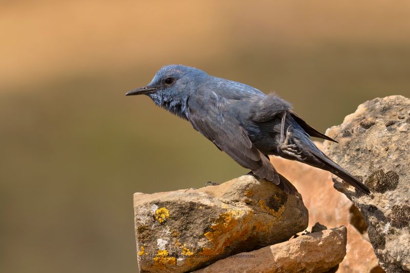 Blue Rock-thrush - Monticola solitarius