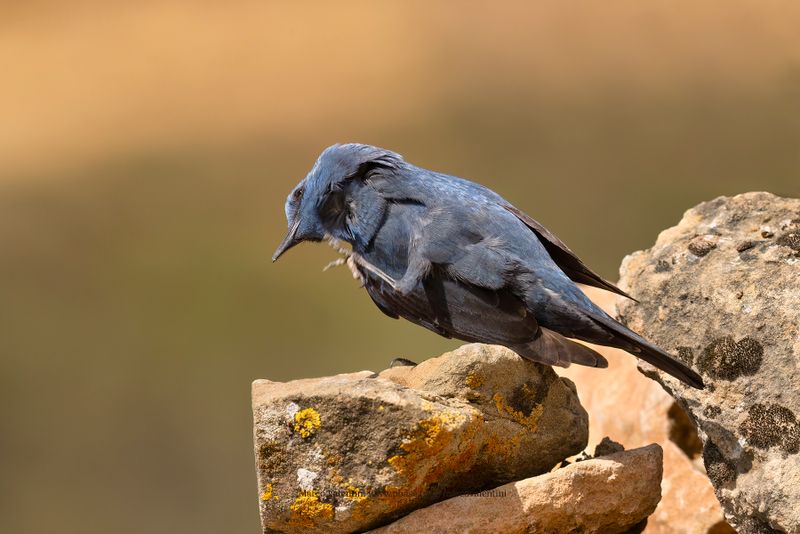 Blue Rock-thrush - Monticola solitarius