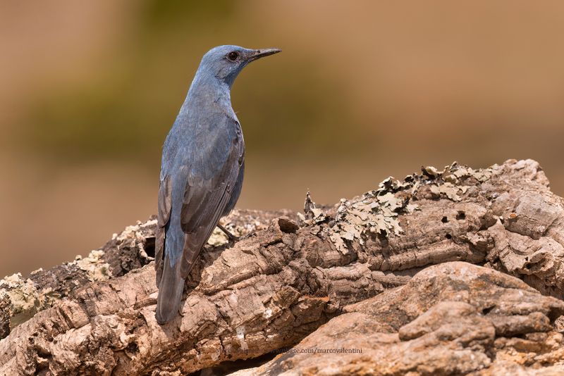 Blue Rock-thrush - Monticola solitarius