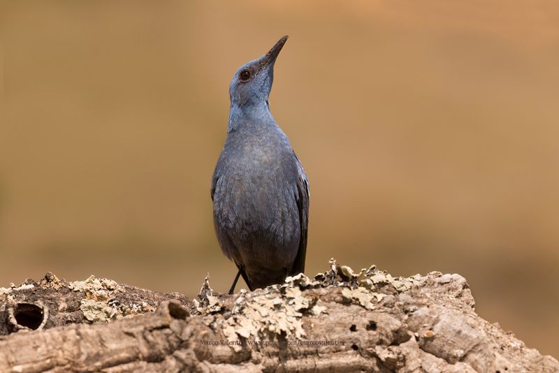 Blue Rock-thrush - Monticola solitarius