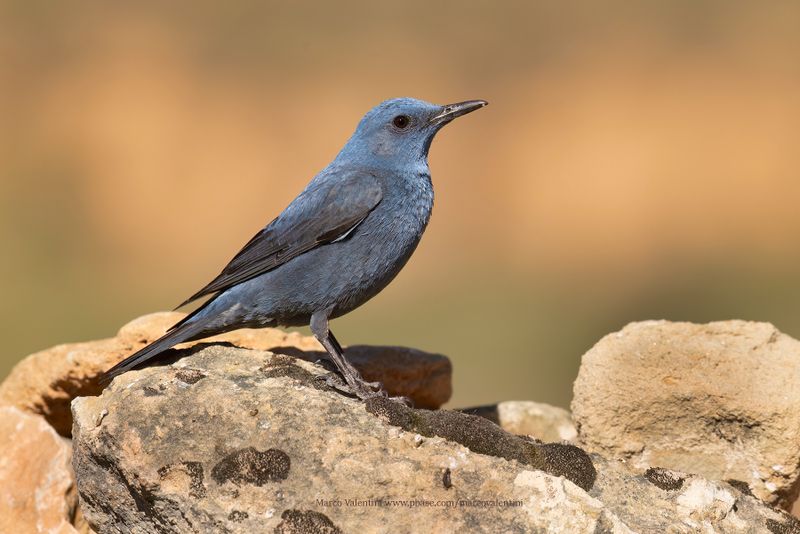 Blue Rock-thrush - Monticola solitarius