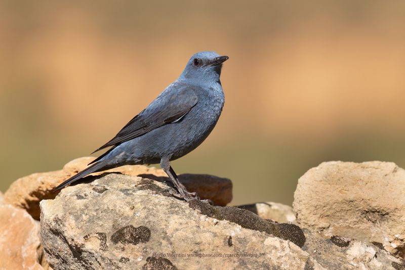 Blue Rock-thrush - Monticola solitarius