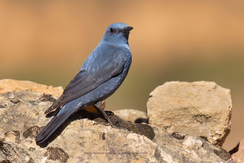 Blue Rock-thrush - Monticola solitarius
