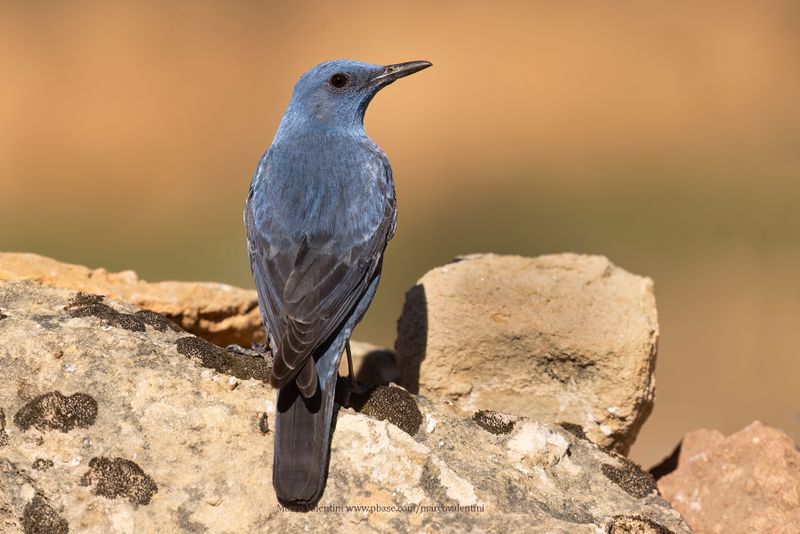 Blue Rock-thrush - Monticola solitarius