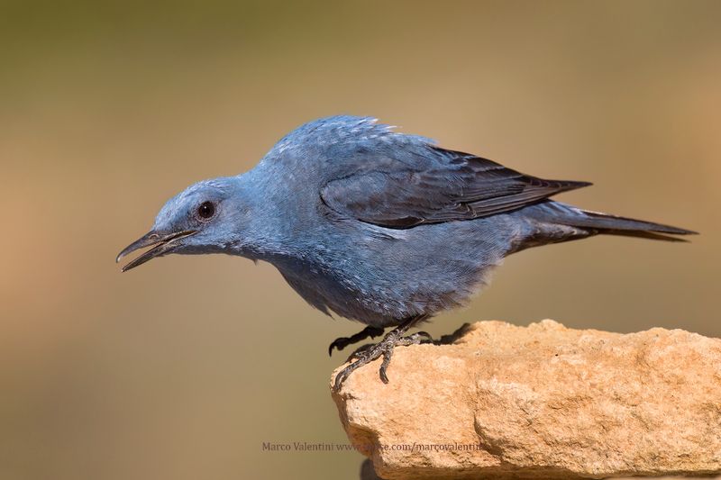 Blue Rock-thrush - Monticola solitarius