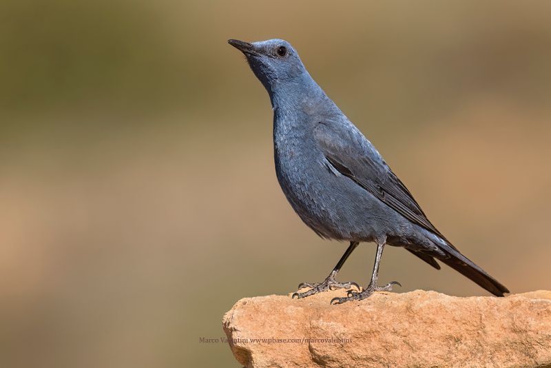 Blue Rock-thrush - Monticola solitarius