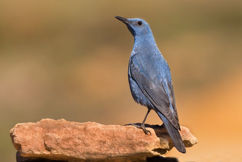 Blue Rock-thrush - Monticola solitarius