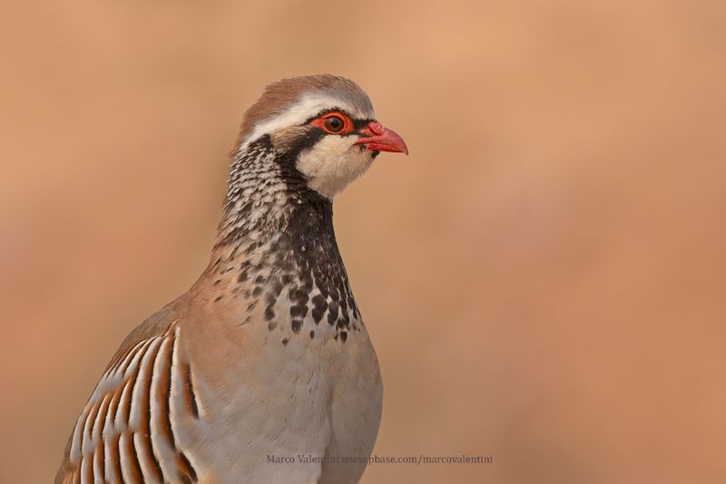 Red-legged partridge - Alectoris rufa