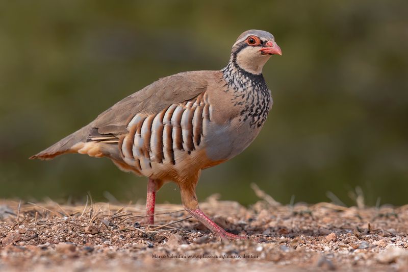Red-legged partridge - Alectoris rufa