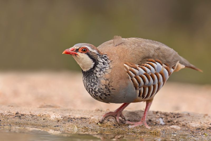 Red-legged partridge - Alectoris rufa