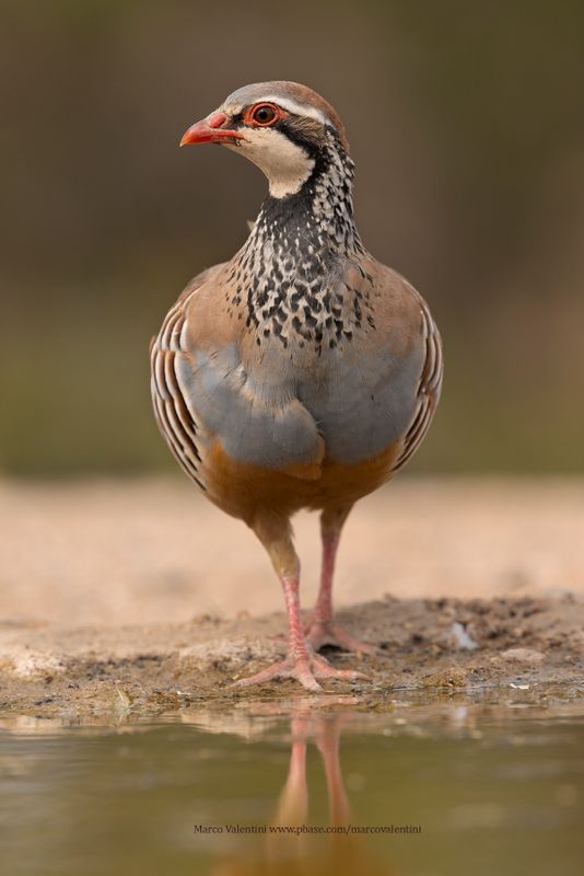 Red-legged partridge - Alectoris rufa