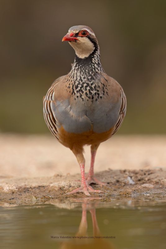 Red-legged partridge - Alectoris rufa