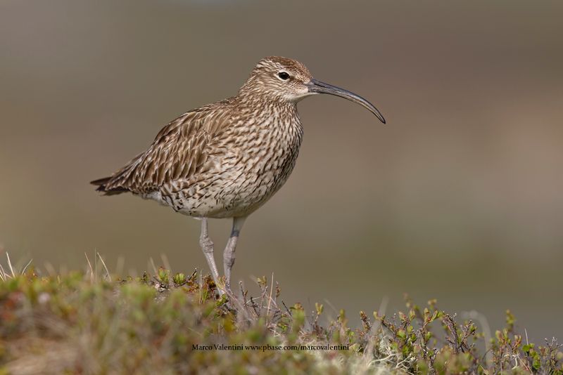 Whimbrel - Numenius phaeopus