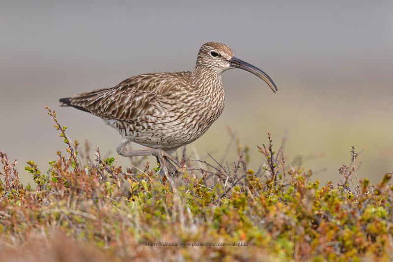 Whimbrel - Numenius phaeopus
