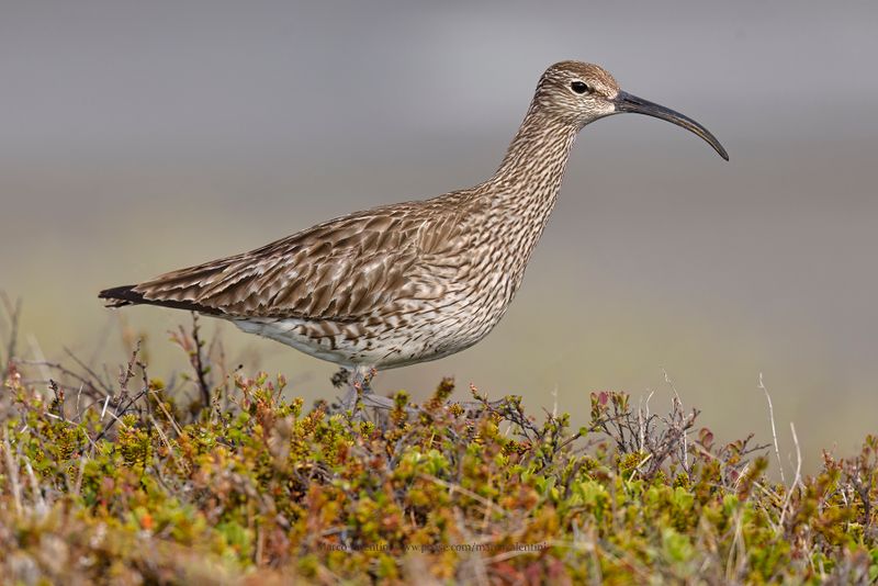 Whimbrel - Numenius phaeopus