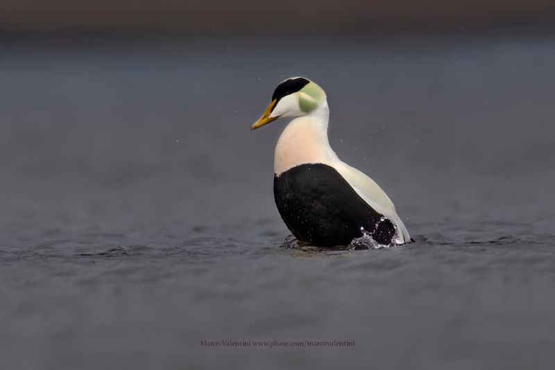 Common Eider - Somateria mollissima