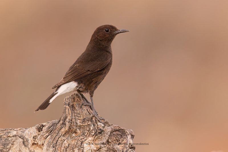 Black Wheatear - Oenanthe leucura