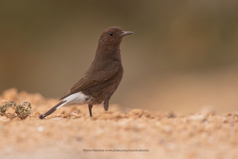 Black Wheatear - Oenanthe leucura