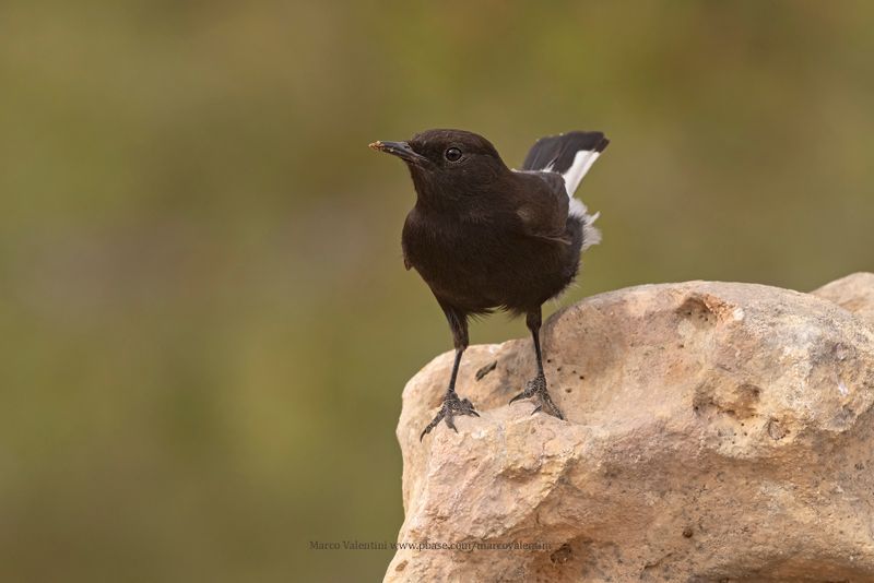 Black Wheatear - Oenanthe leucura