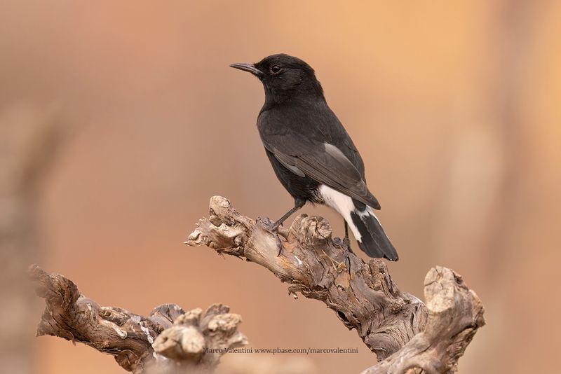 Black Wheatear - Oenanthe leucura