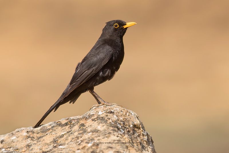 Blackbird - Turdus merula