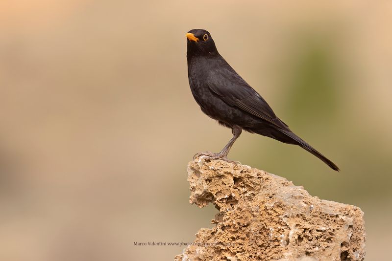 Blackbird - Turdus merula