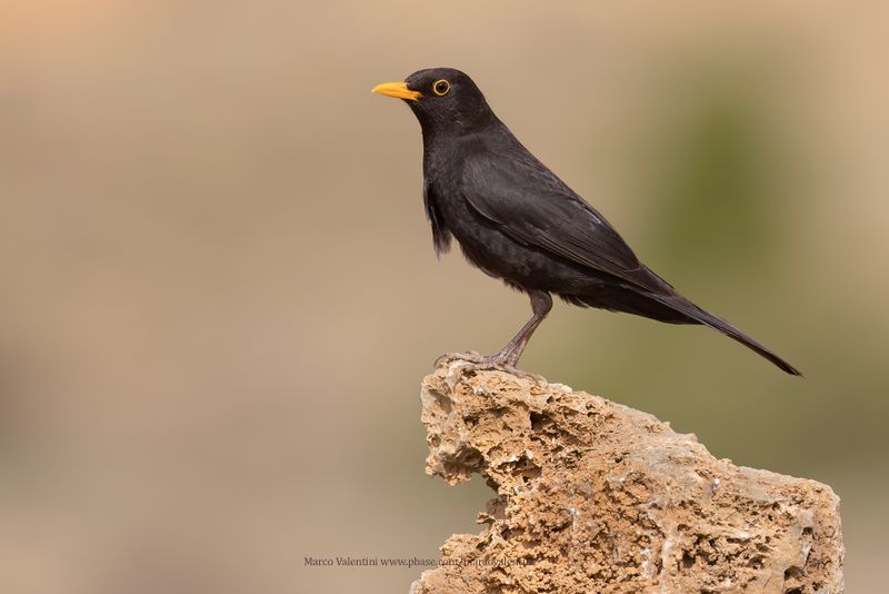 Blackbird - Turdus merula