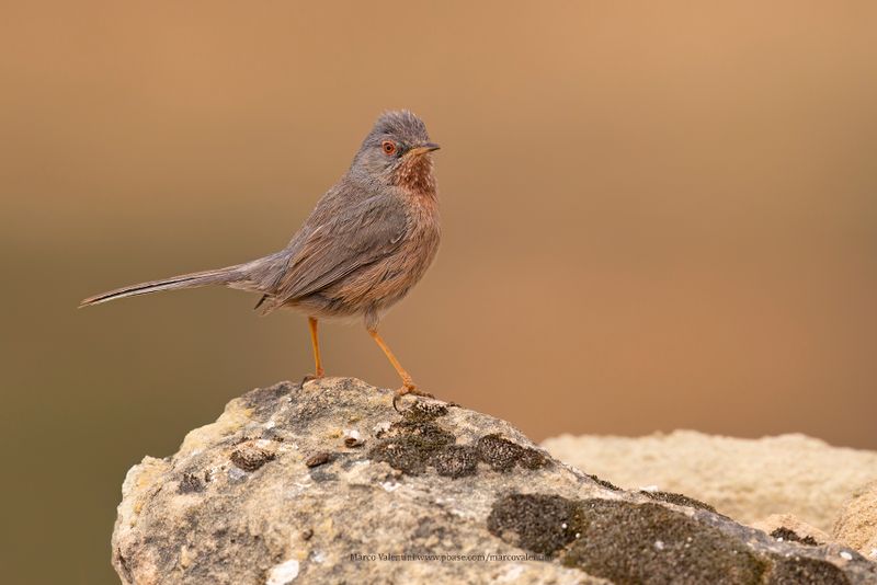Dartford Warbler - Sylvia undata