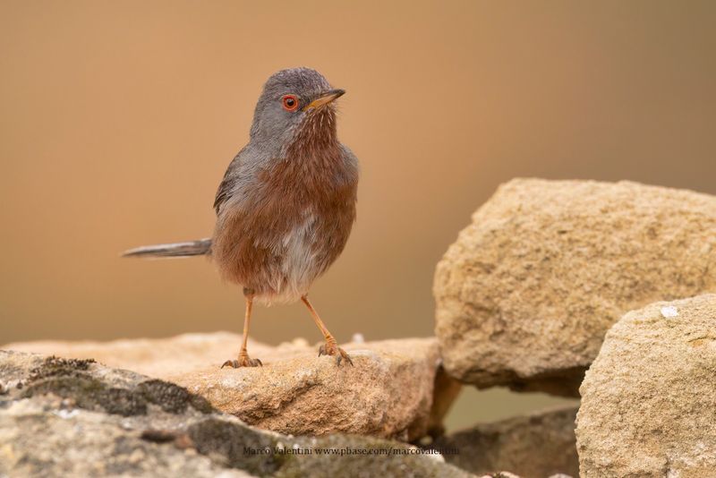 Dartford Warbler - Sylvia undata