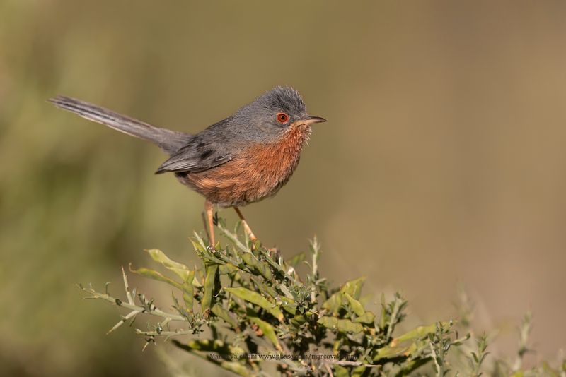 Dartford Warbler - Sylvia undata