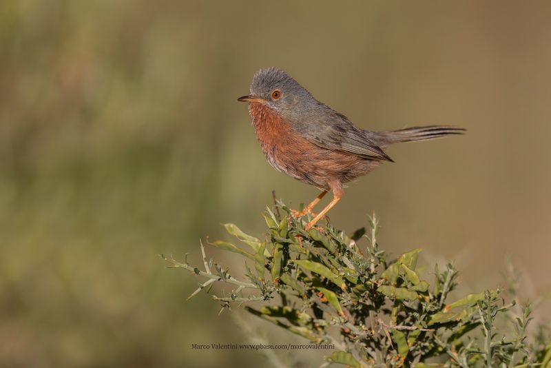 Dartford Warbler - Sylvia undata