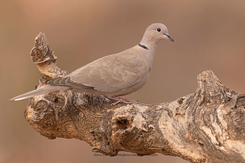 Collared dove - Streptopelia decaocto