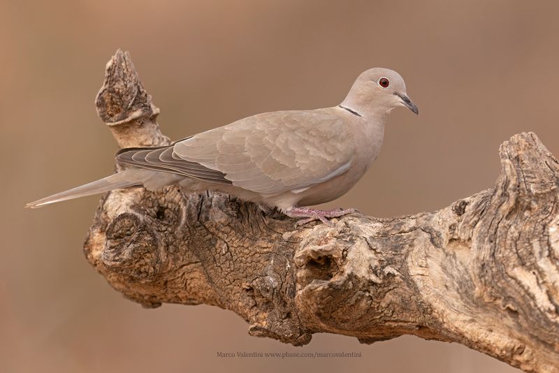 Collared dove - Streptopelia decaocto