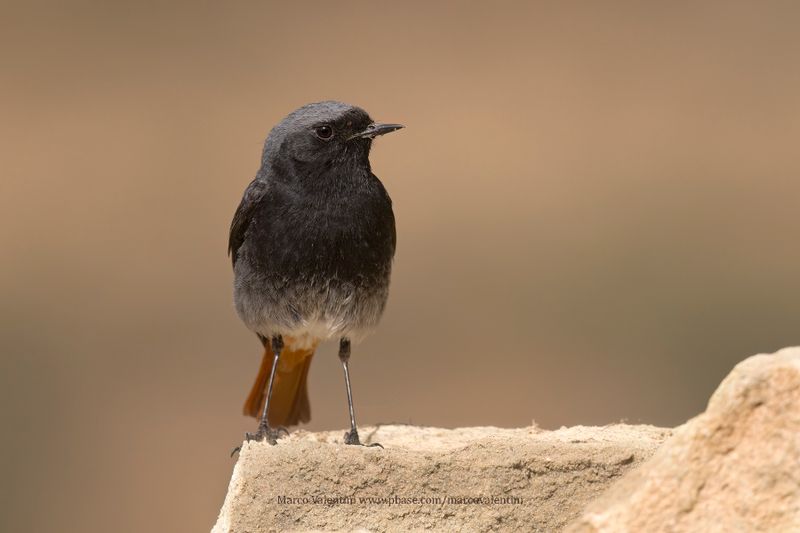 Black redstart - Phoenicurus ochruros