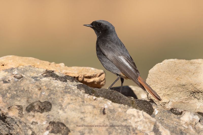 Black redstart - Phoenicurus ochruros