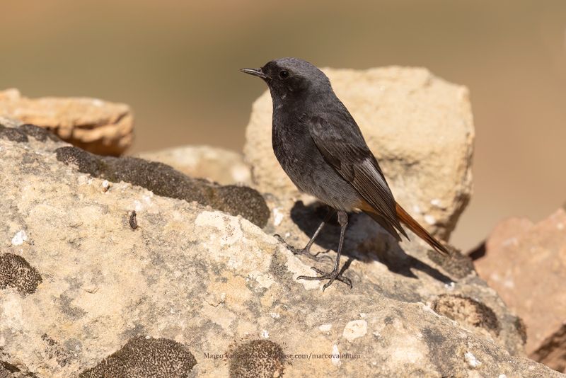 Black redstart - Phoenicurus ochruros