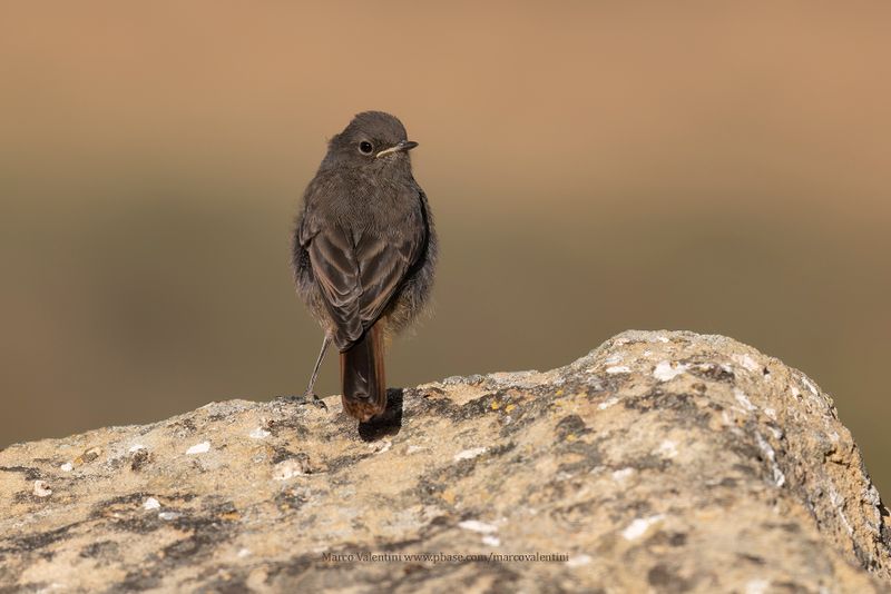 Black redstart - Phoenicurus ochruros
