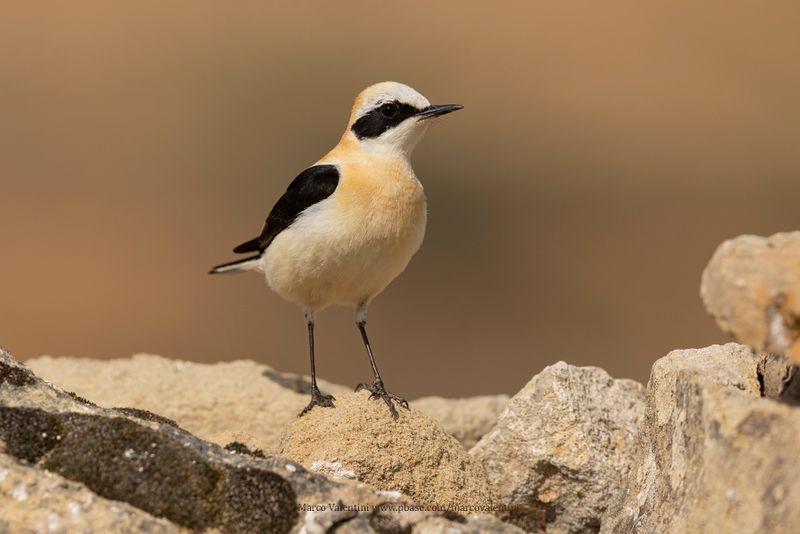 Western Black-eared Wheatear - Oenanthe hispanica